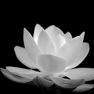 Meet your Posher, Tram